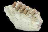 Oreodont Jaw Section With Teeth - South Dakota #81945-3